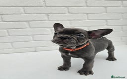 French Bulldog dogs for sale: Gorgeous Blue French Bulldog Girl - Image 16