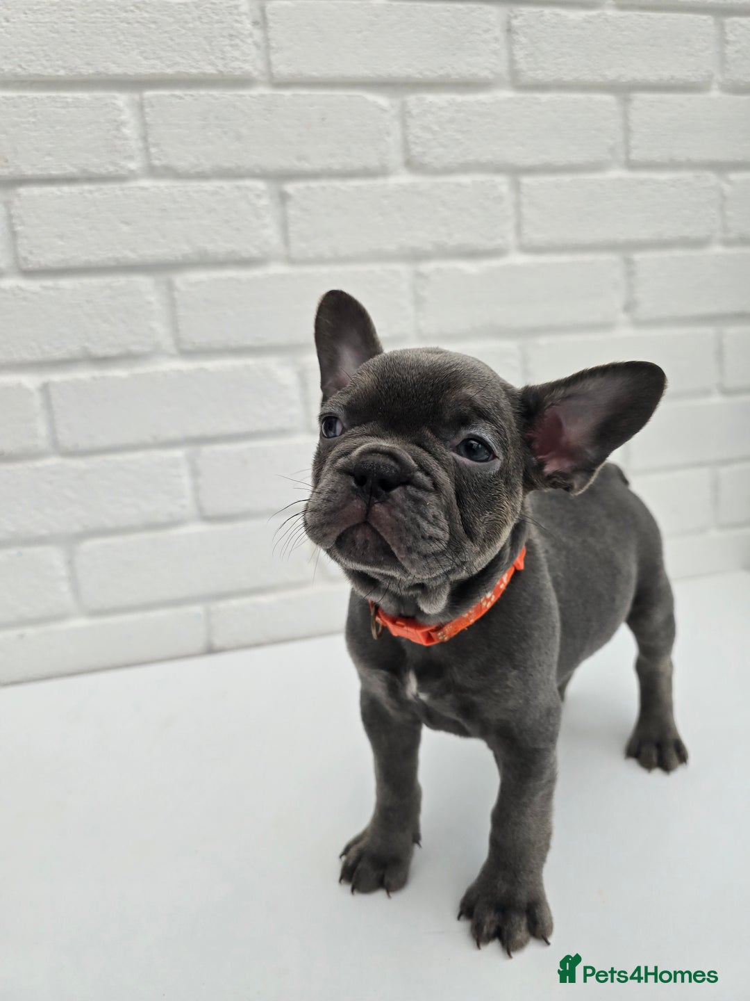 French Bulldog dogs for sale: Gorgeous Blue French Bulldog Girl - Image 16