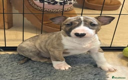 English Bull Terrier dogs for sale: !!! ENGLISH BULL TERRIERS FOR SALE !!! - Image 6