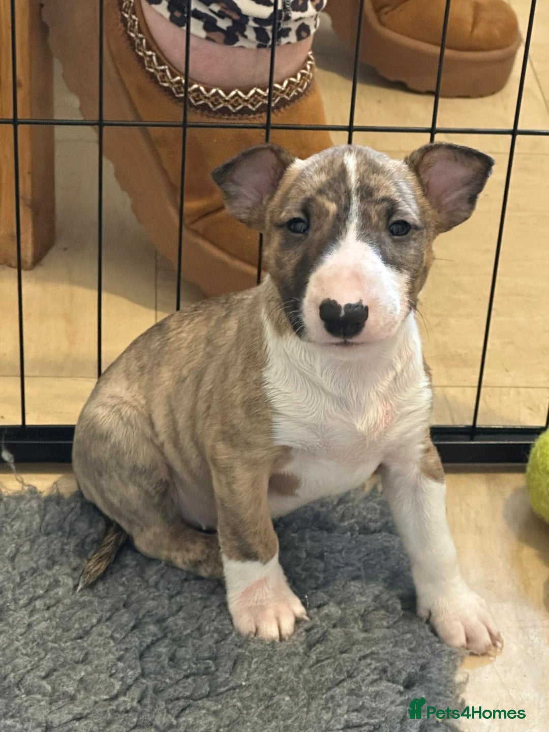 English Bull Terrier dogs for sale: !!! ENGLISH BULL TERRIERS FOR SALE !!! - Image 6