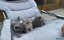 British Shorthair cats for sale: CHAMPION BLOODLINE - Image 6