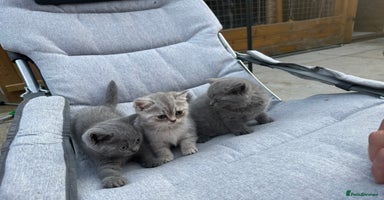 British Shorthair cats - Advert 6