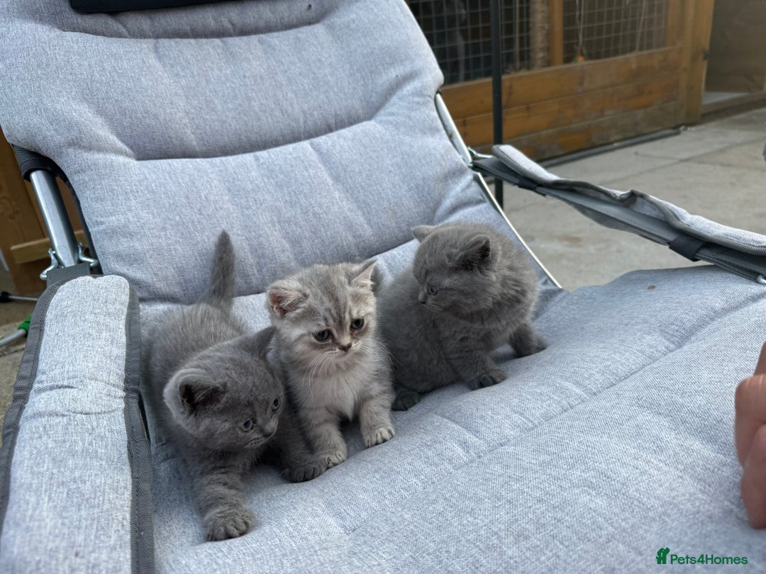 British Shorthair cats for sale: CHAMPION BLOODLINE - Image 6