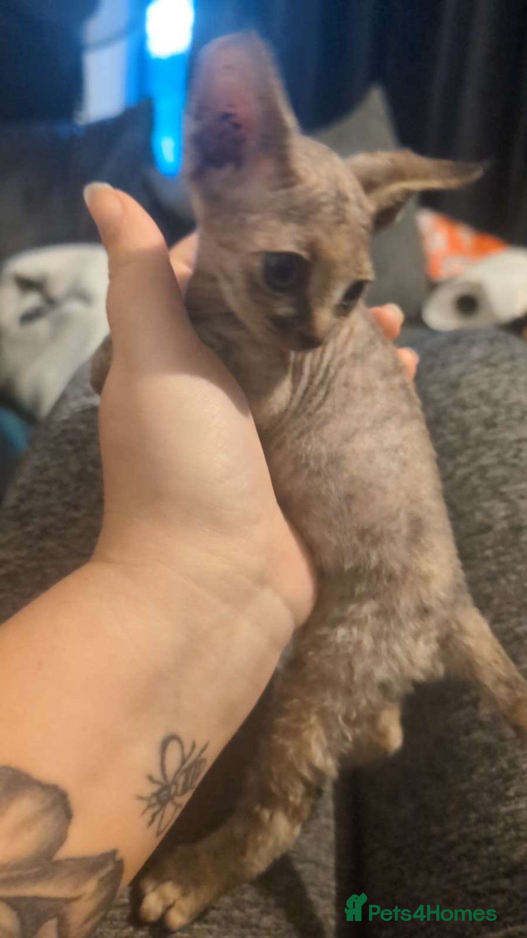 Sphynx cats for sale: Sphyx  - Image 4