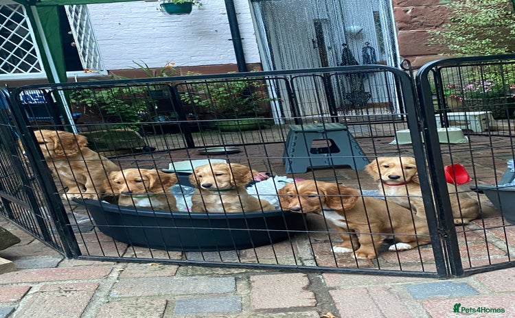 Cocker Spaniel dogs - Advert 1