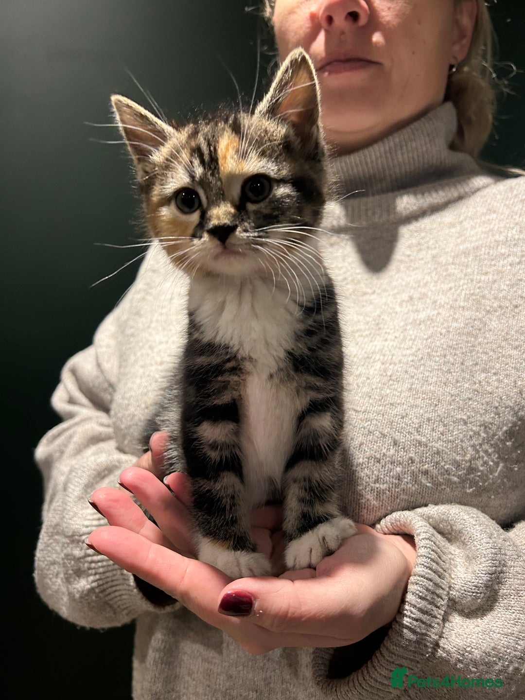 Mixed Breed cats for sale: Sweet Kittens for Sale – Friendly & Family-Raised - Advert 2