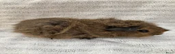 Guinea Pig rodents for sale: Pretty female guinea-pigs - Advert 4