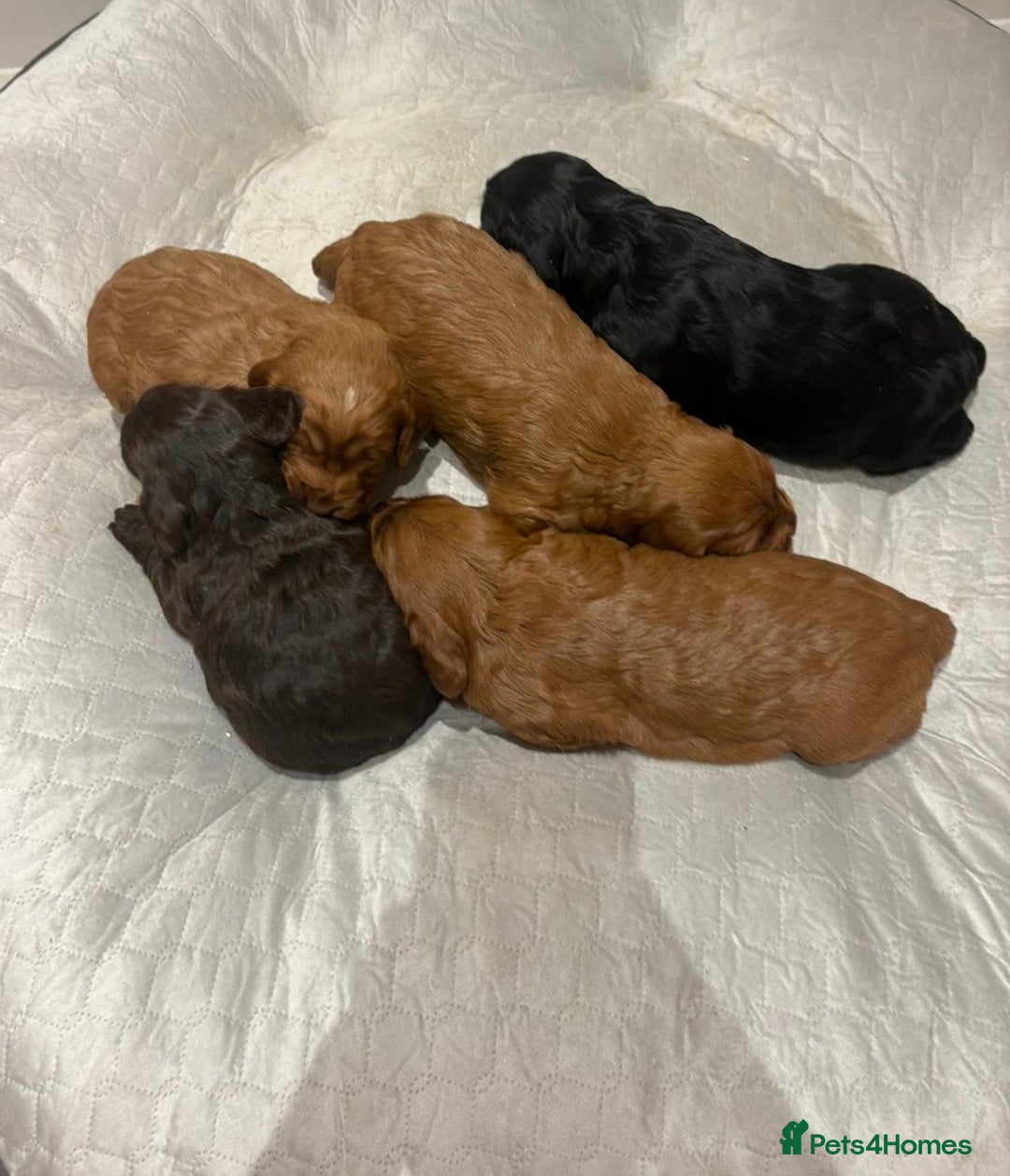 Cockapoo dogs for sale: Stunning cockapoo girls with health tested parents - Advert 9