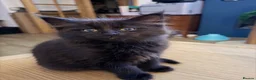 Mixed Breed cats for sale: Four Adorable Kittens Looking for Forever Homes - Advert 12