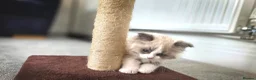 Ragdoll cats for sale: Blue Point/Bicolor Ragdoll Boy Champion Line TICA - Advert 6