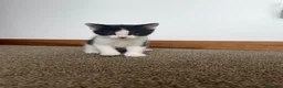 Mixed Breed cats for sale: Kittens - Advert 3