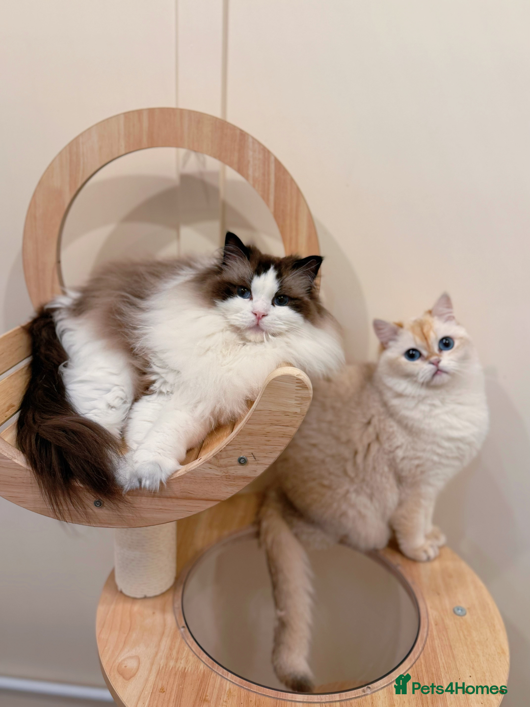 Ragdoll cats for sale: Stunning Ragdoll, BSH & Golden Longhair - Advert 2