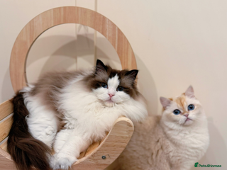 Ragdoll cats Stunning Ragdoll, BSH & Golden Longhair - Advert 11