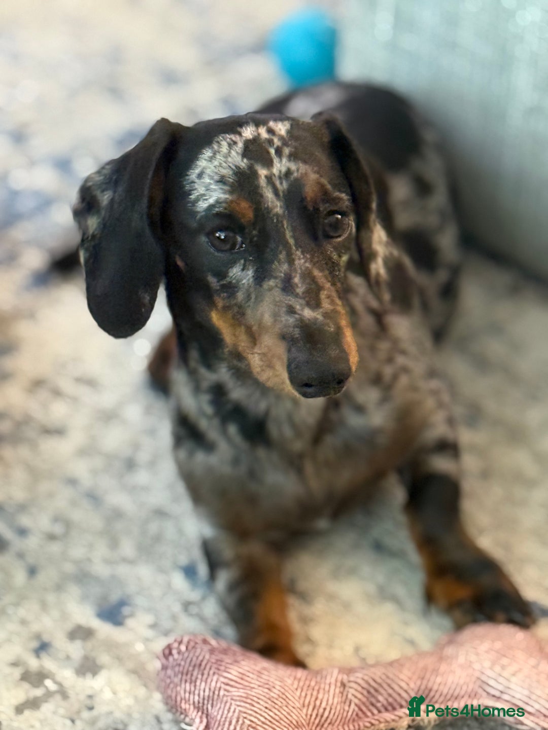 Miniature Dachshund dogs for sale: Miniature Daschund puppies - Advert 11