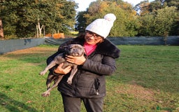 French Bulldog dogs for adoption: Meet BONNIE - a Lovely Girl, for a Loving Home - Image 7