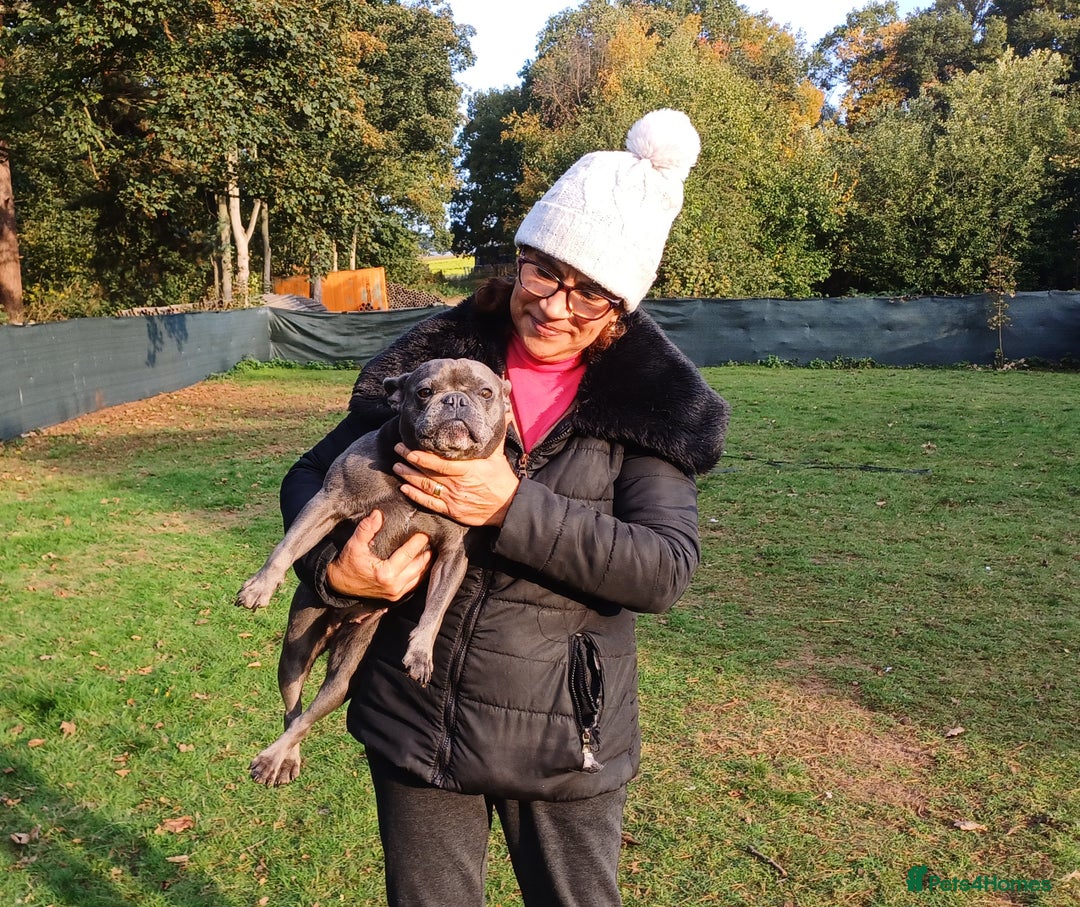 French Bulldog dogs for adoption: Meet BONNIE - a Lovely Girl, for a Loving Home - Image 7