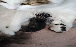 British Shorthair cats for sale: for sale 2 cheeky little monkeys  - Image 3