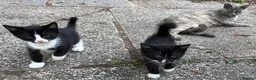 Mixed Breed cats for sale: Gorgeous playful kittens - Advert 3