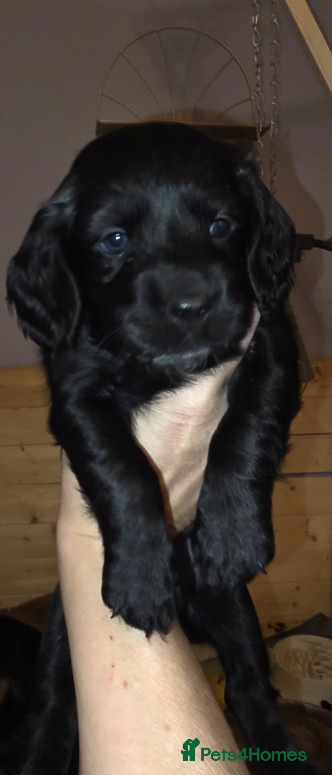 Sprocker dogs for sale: Beautiful chunky sprocker spaniel puppies  - Advert 3
