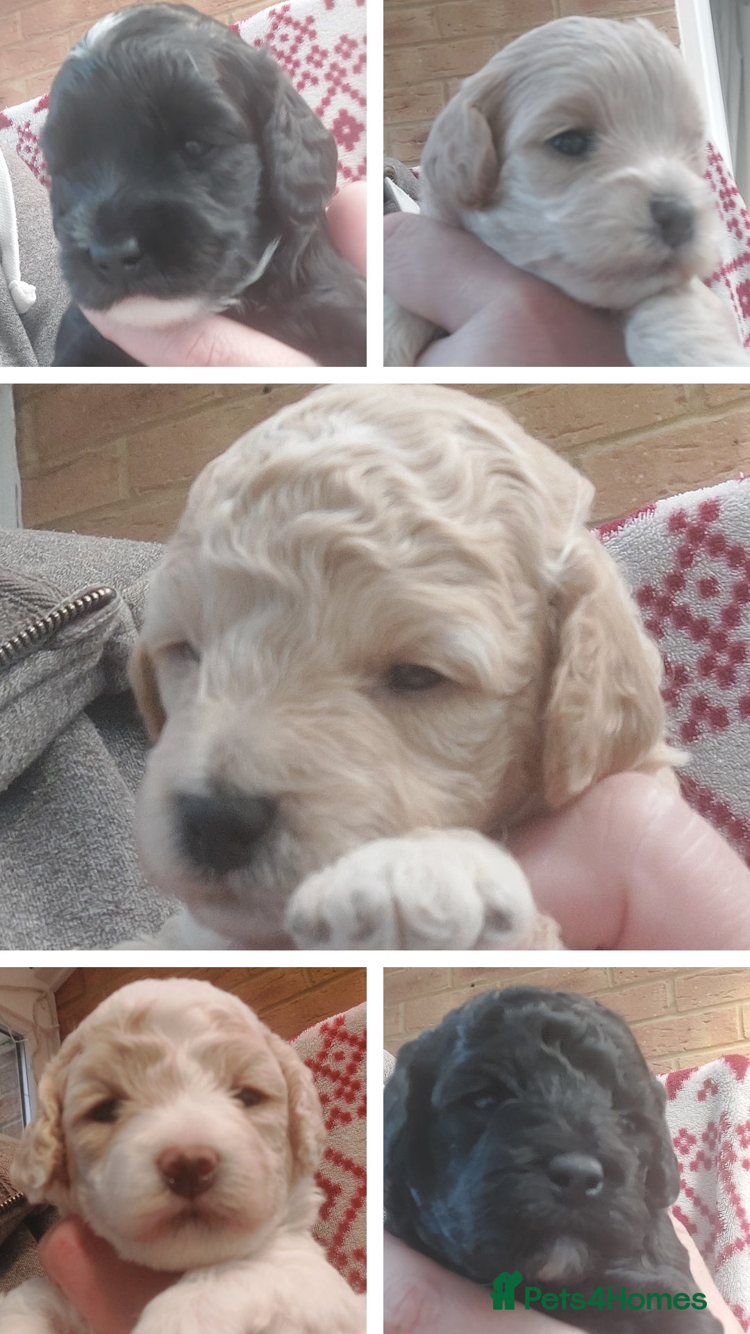 Toy Poodle dogs for stud: Silver Toy poodle  in Verwood - Advert 10