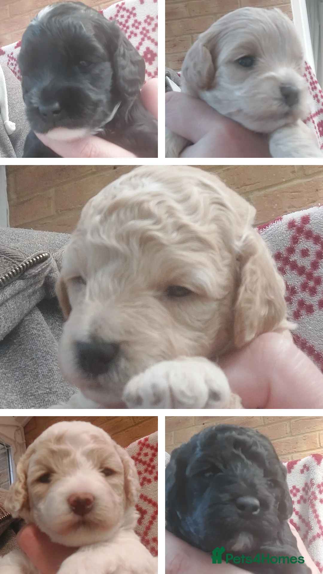 Toy Poodle dogs for stud: Silver Toy poodle  in Verwood - Advert 10