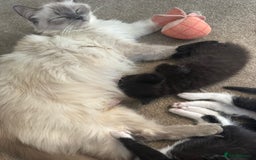 Ragdoll cats for sale: Half Ragdoll kittens  - Image 3