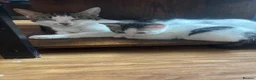 Mixed Breed cats for sale: Beautiful mixed breed kittens - Advert 8