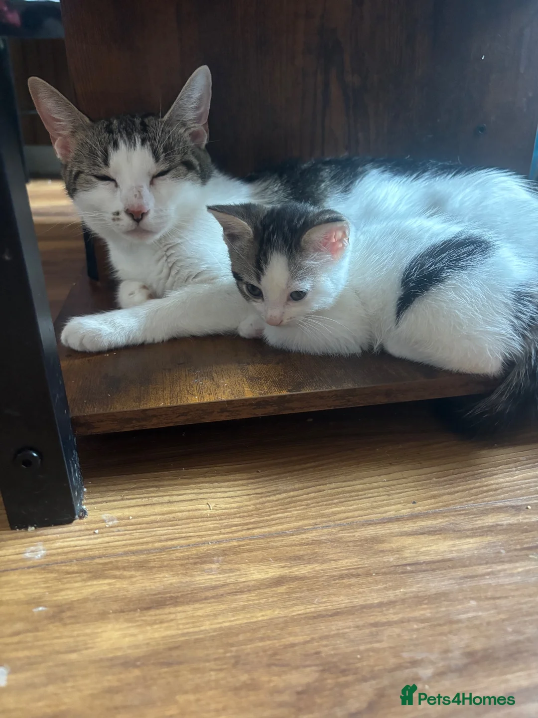 Mixed Breed cats for sale: Beautiful mixed breed kittens - Advert 8