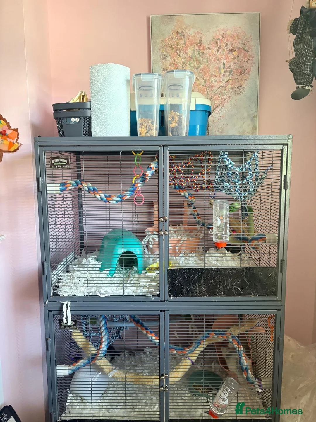 Rat rodents for sale: 5 rats for sale, three group and separate 2 rats - Advert 1
