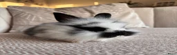 Lionhead rabbits for sale: Adorable Purebred Lionhead Bunny Babies - Advert 8