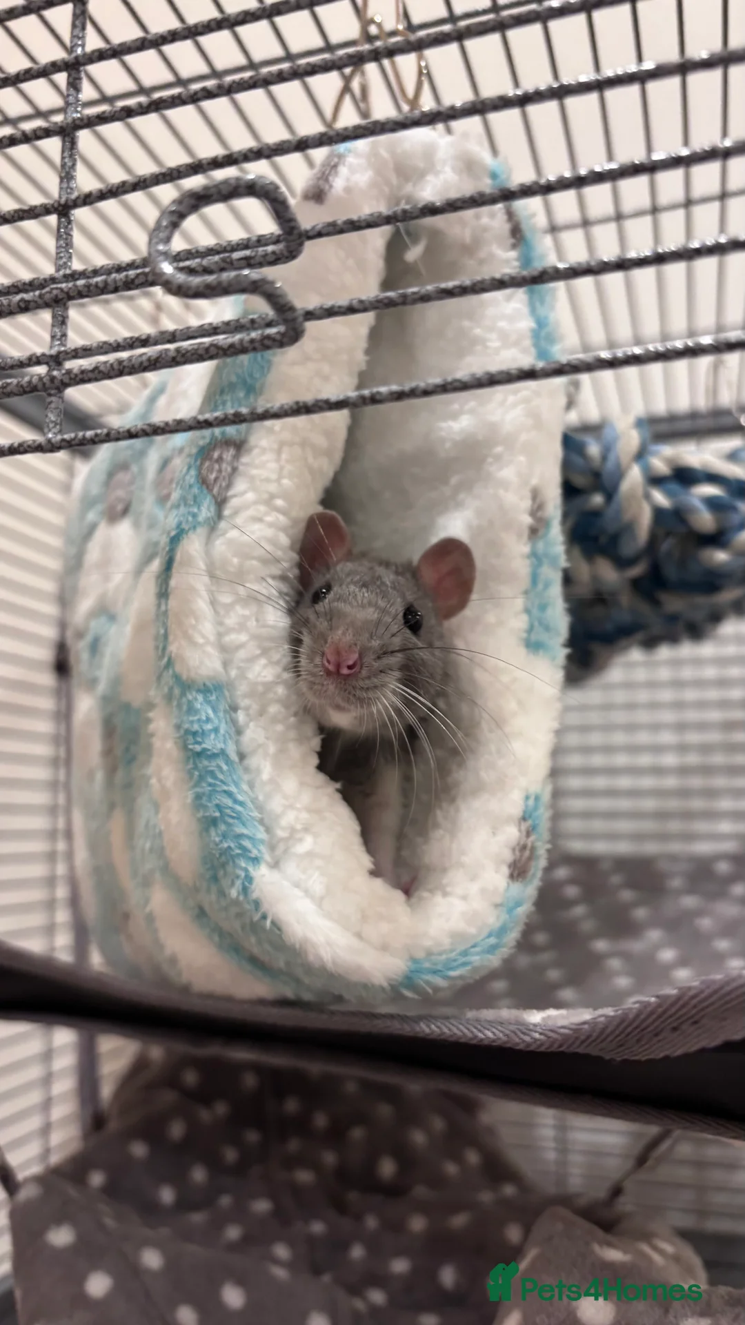 Rat rodents for sale: Two male rats  - Advert 3