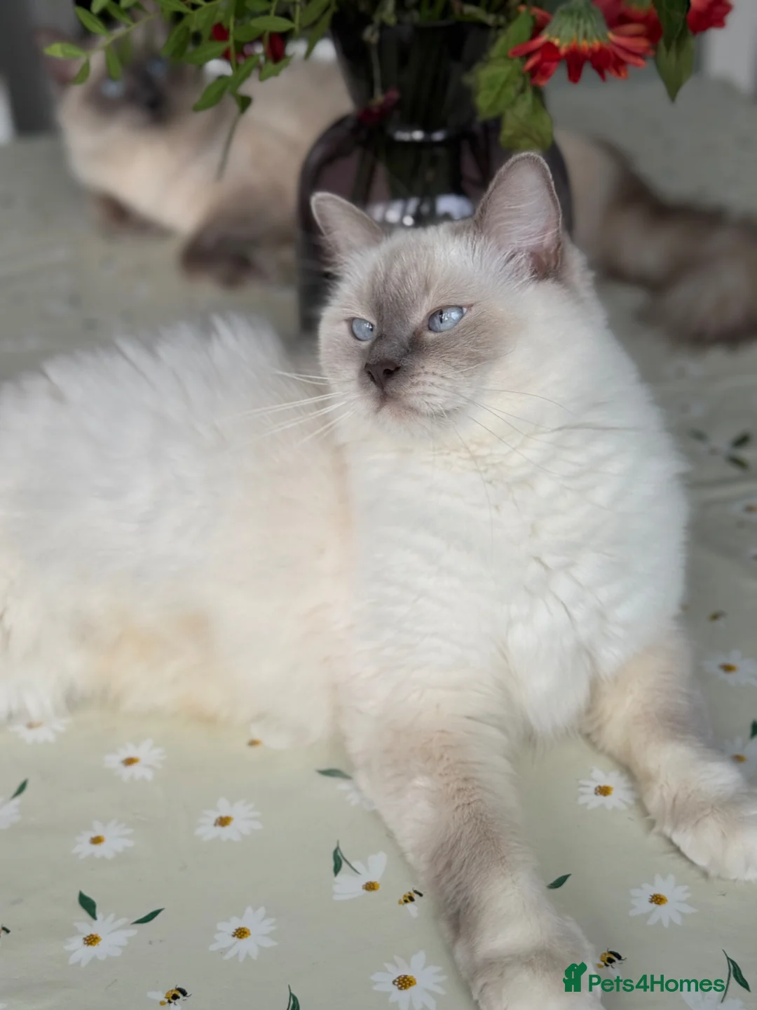 Ragdoll cats for sale: Pure Blue Point Ragdoll Kittens  - Advert 22