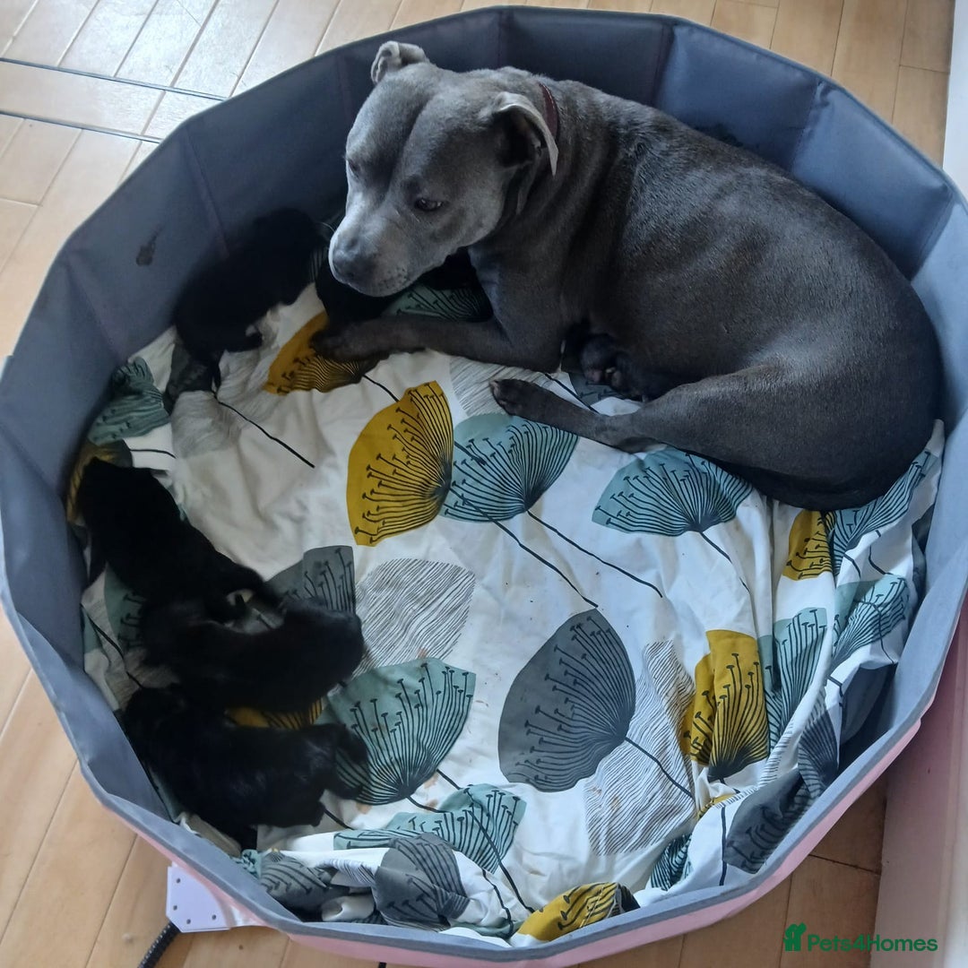 Staffordshire Bull Terrier dogs for sale: Stunning litter of black kc staffordshire bull's   - Advert 13