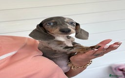 Miniature Dachshund dogs for sale: Mini Dachshund puppies for sale  - Image 9