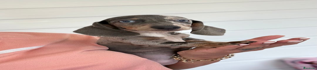 Miniature Dachshund Puppy 4