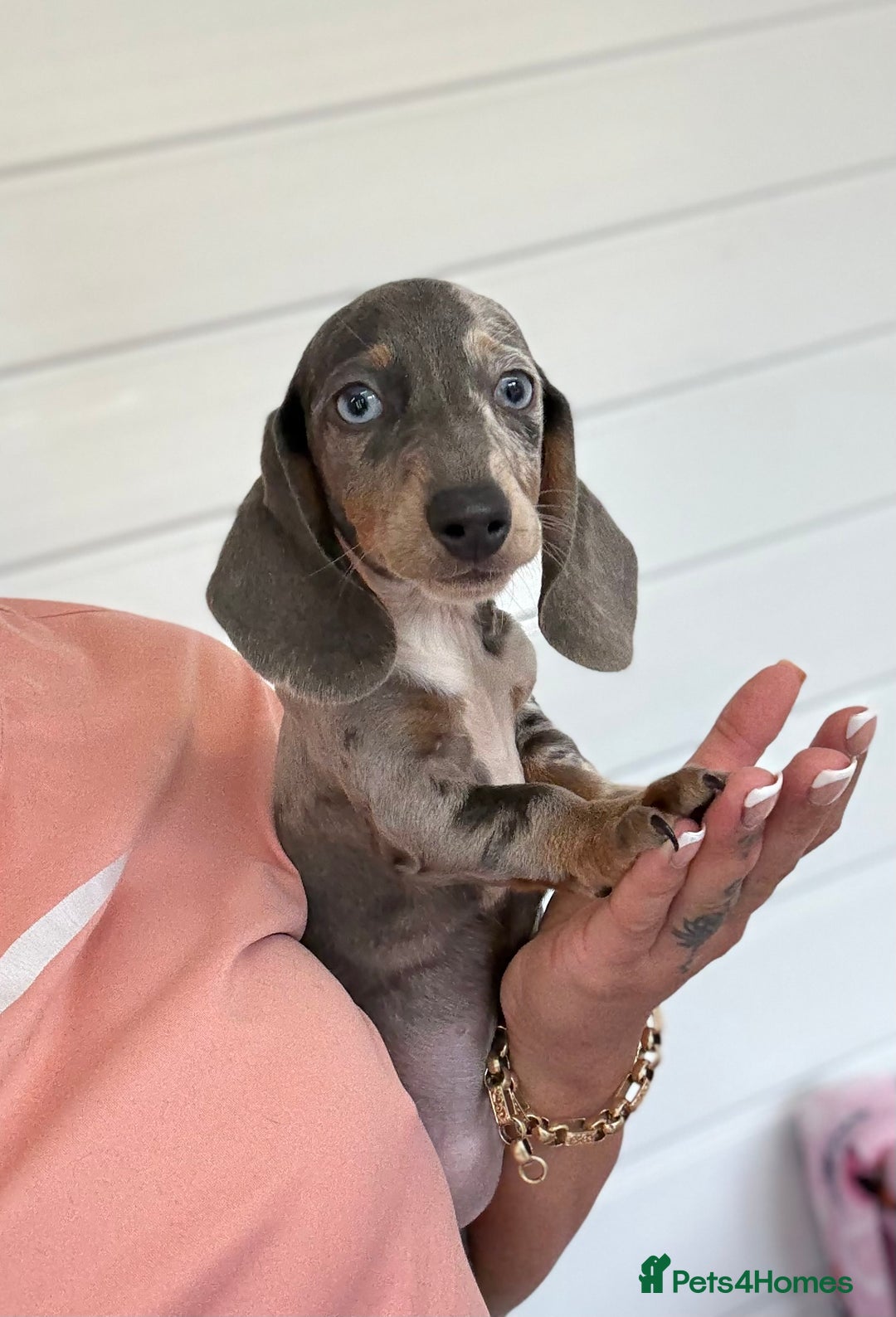 Miniature Dachshund dogs for sale: Mini Dachshund puppies for sale  - Image 9