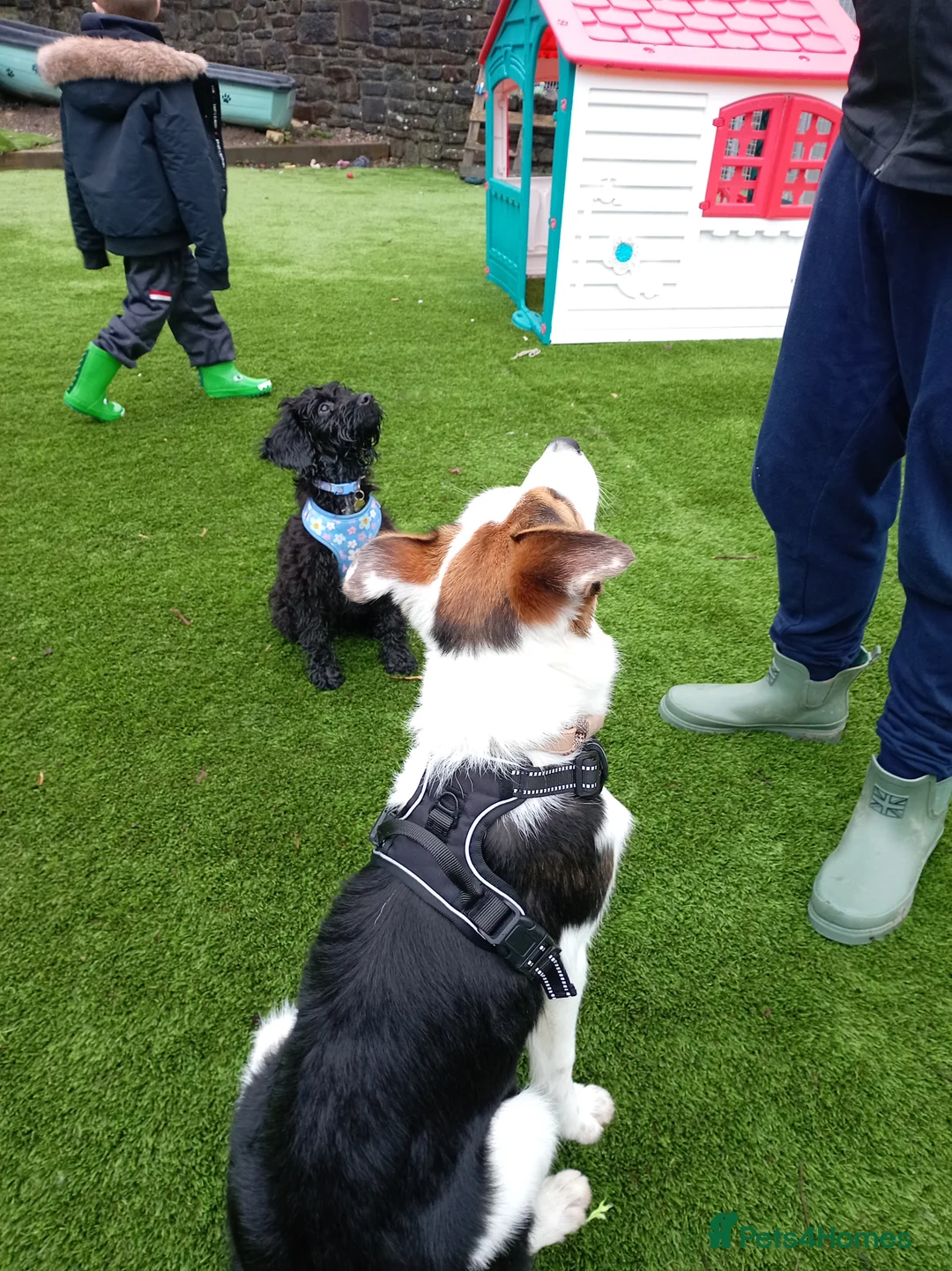 Border Collie dogs for sale: Male border Collie - Advert 4