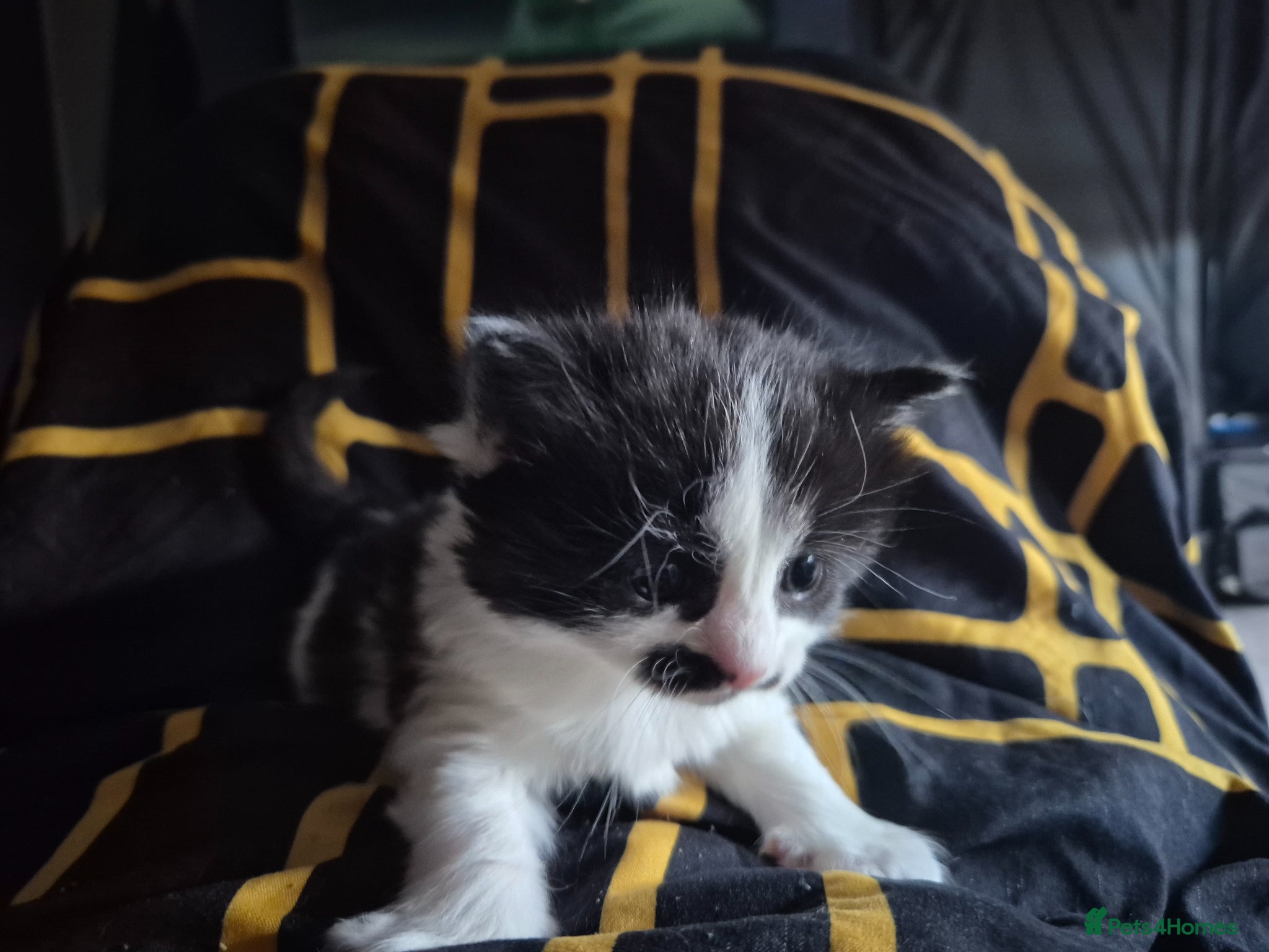 Mixed Breed cats for sale: 3 beautiful kittens - Advert 9