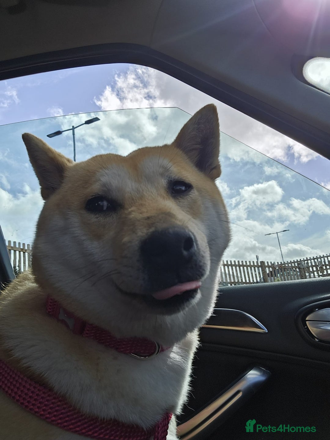 Japanese Shiba Inu dogs for sale: Female shiba inu - Image 7