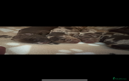 Cockapoo dogs for sale: Stunning,family raised cockapoos - Image 1