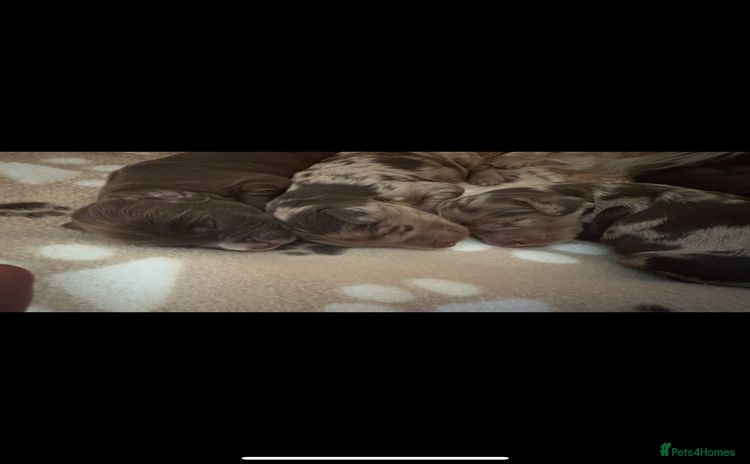 Cockapoo dogs - Advert 1