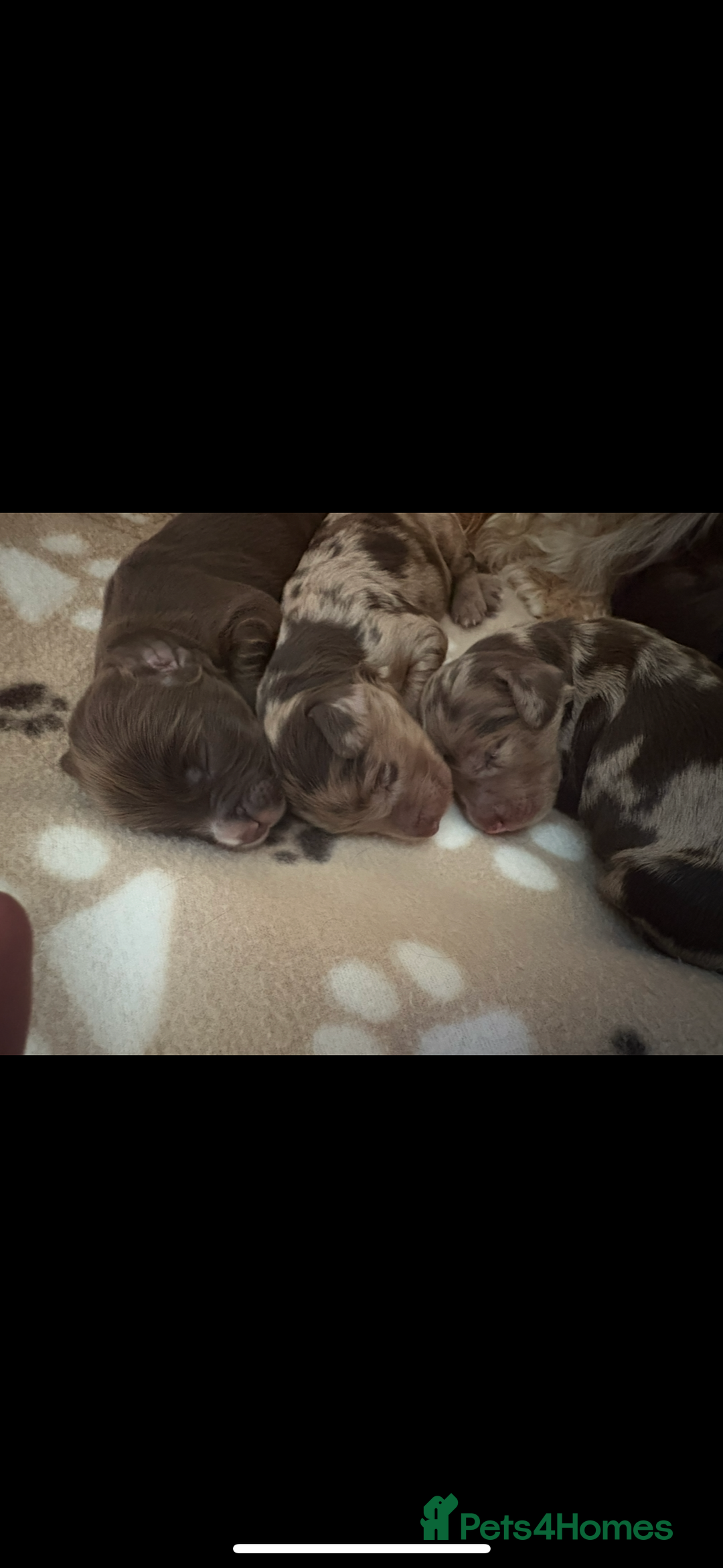 Cockapoo dogs for sale: Stunning,family raised cockapoos - Image 1