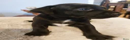 Patterjack dogs for sale: Patterjack puppies 6 available  - Advert 5