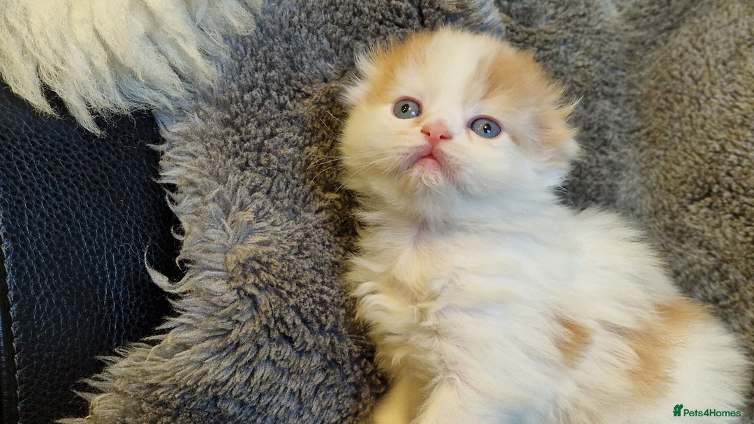 Scottish Fold cats for sale: Six little wonders looking for a new home - Image 10