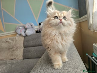 British Shorthair cats Pedigree golden British shorthair and longhair - Advert 2