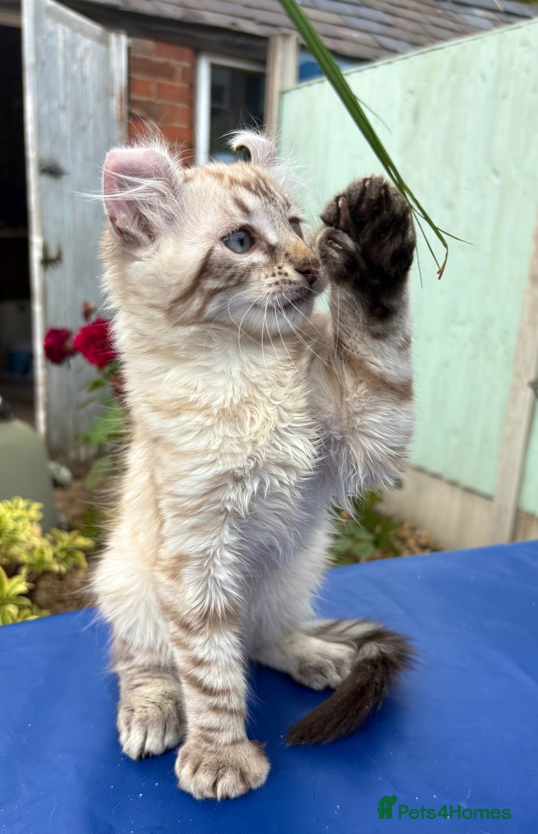 Keetso cats for sale: Stunning polydactyl longhaired snow leopard Keetso - Image 18