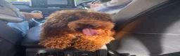 Toy Poodle dogs for sale: Gorgeous Ginger ToyPoodle Puppies –2 Boys & 1 Girl - Advert 4
