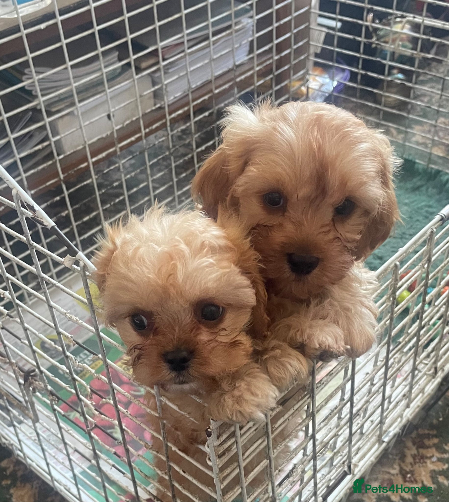Cavapoo dogs for sale: Cavapoo puppies - Advert 4