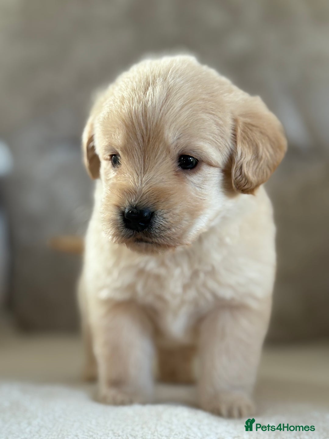 Labradoodle dogs for sale: Gorgeous f1 labradoodle puppies - Advert 19