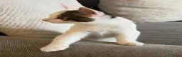 Mixed Breed cats for sale: Mixed Breed 17 Week Old Male Kitten - Advert 6